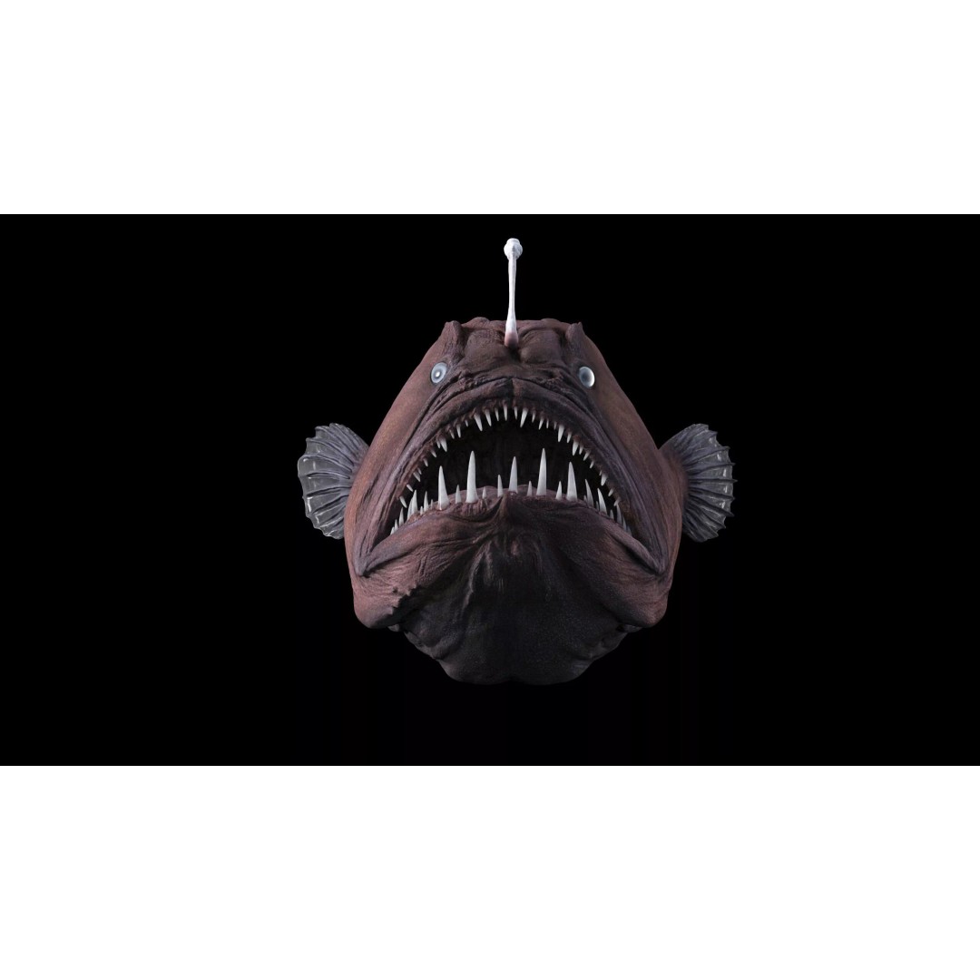 Deep Sea Anglerfish 3D Model – Low Poly Game Asset, FBX - View 13