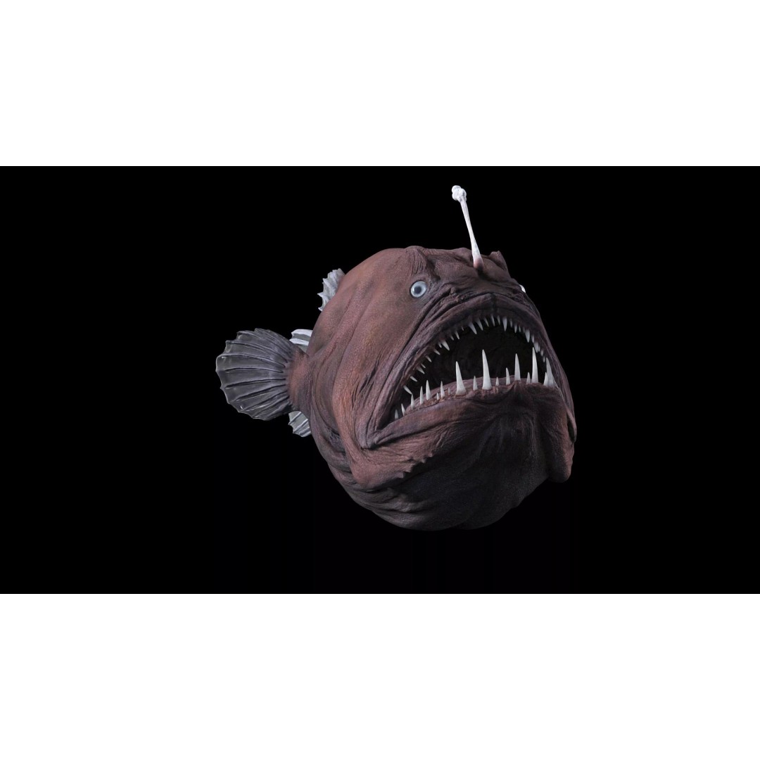 Deep Sea Anglerfish 3D Model – Low Poly Game Asset, FBX - View 14