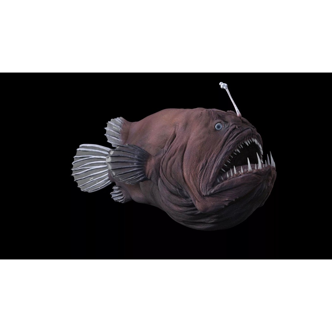 Deep Sea Anglerfish 3D Model – Low Poly Game Asset, FBX - View 15