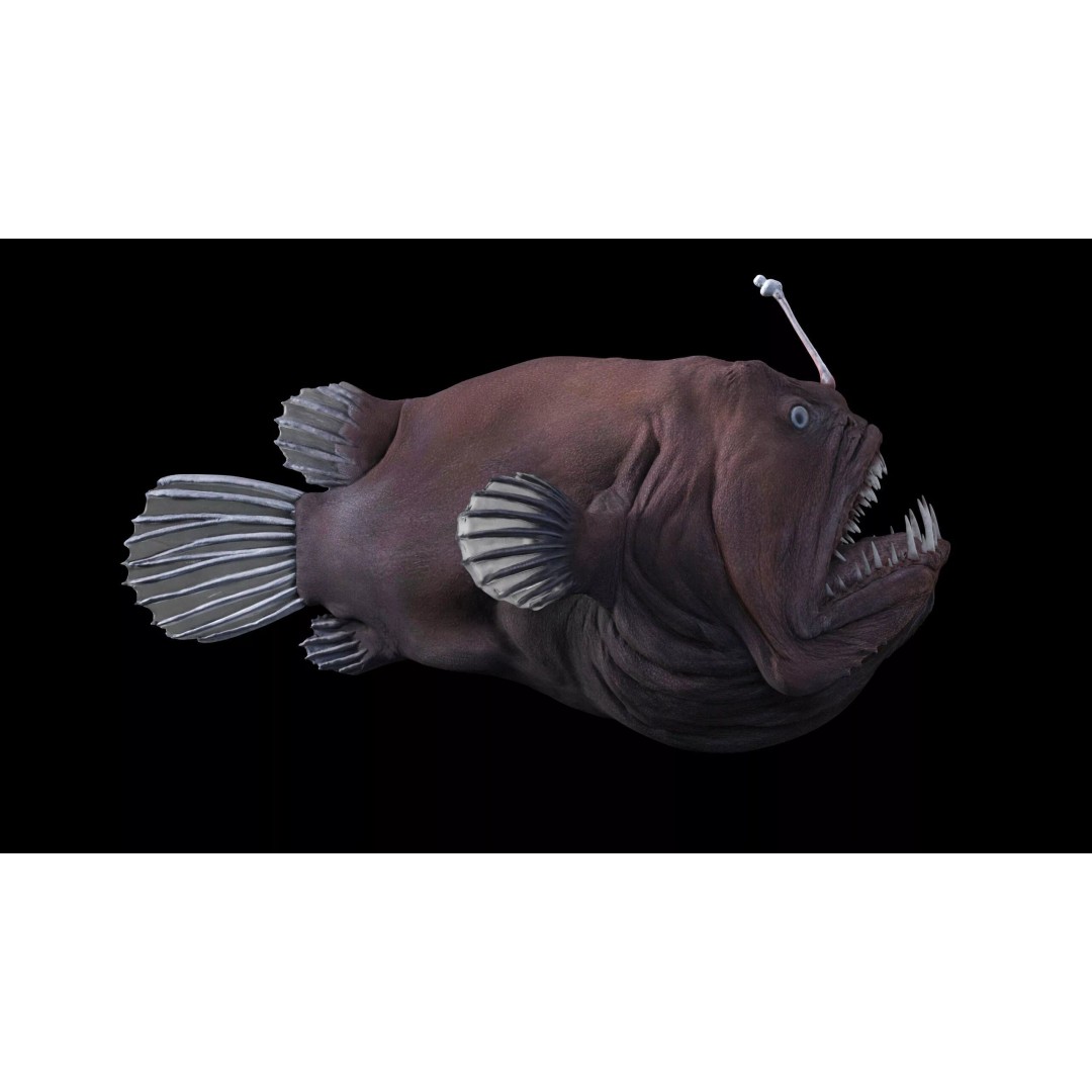 Deep Sea Anglerfish 3D Model – Low Poly Game Asset, FBX - View 16