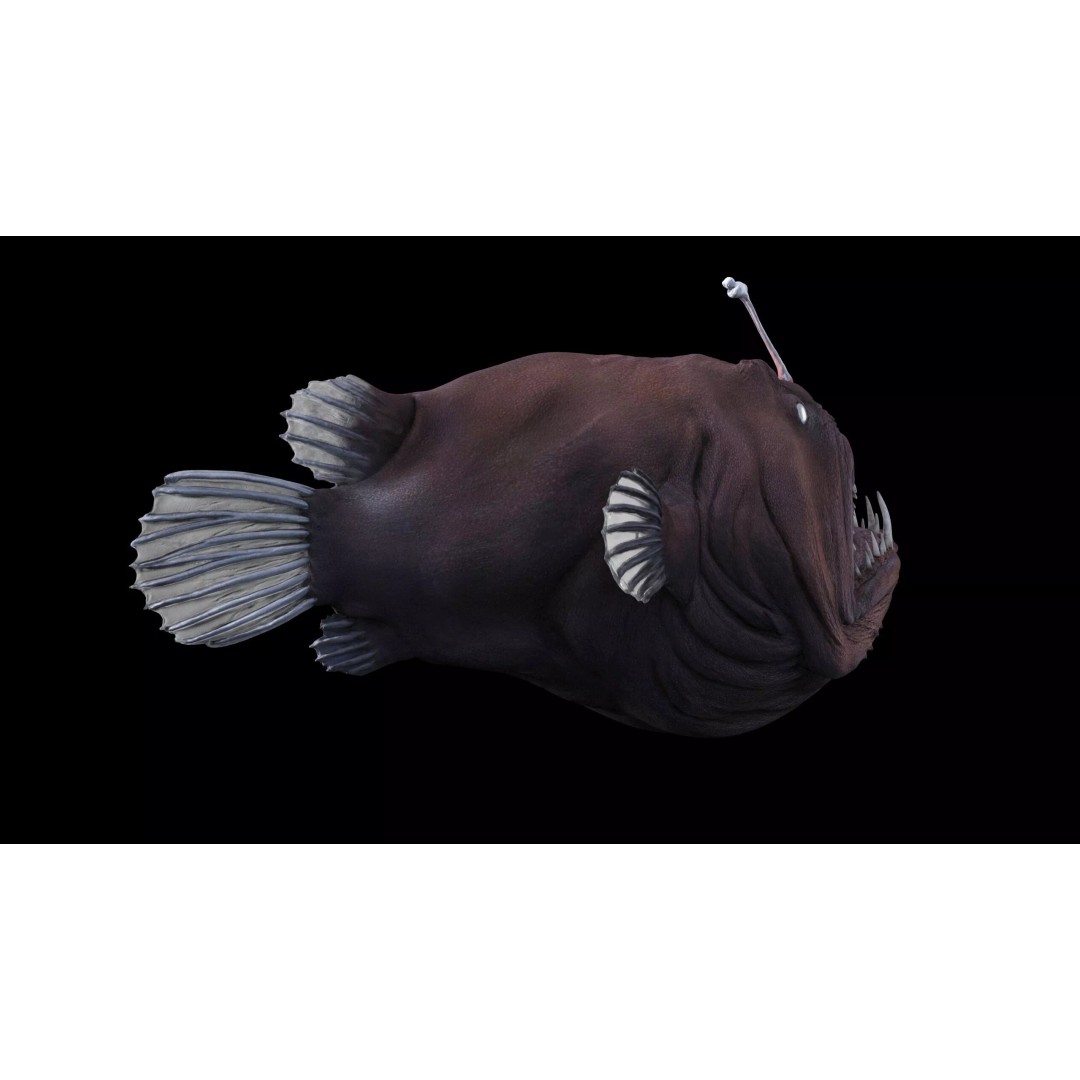 Deep Sea Anglerfish 3D Model – Low Poly Game Asset, FBX - View 17