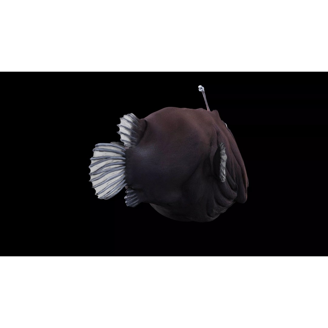 Deep Sea Anglerfish 3D Model – Low Poly Game Asset, FBX - View 18