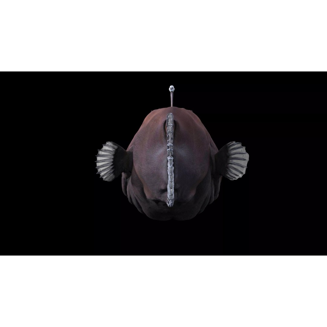 Deep Sea Anglerfish 3D Model – Low Poly Game Asset, FBX - View 19