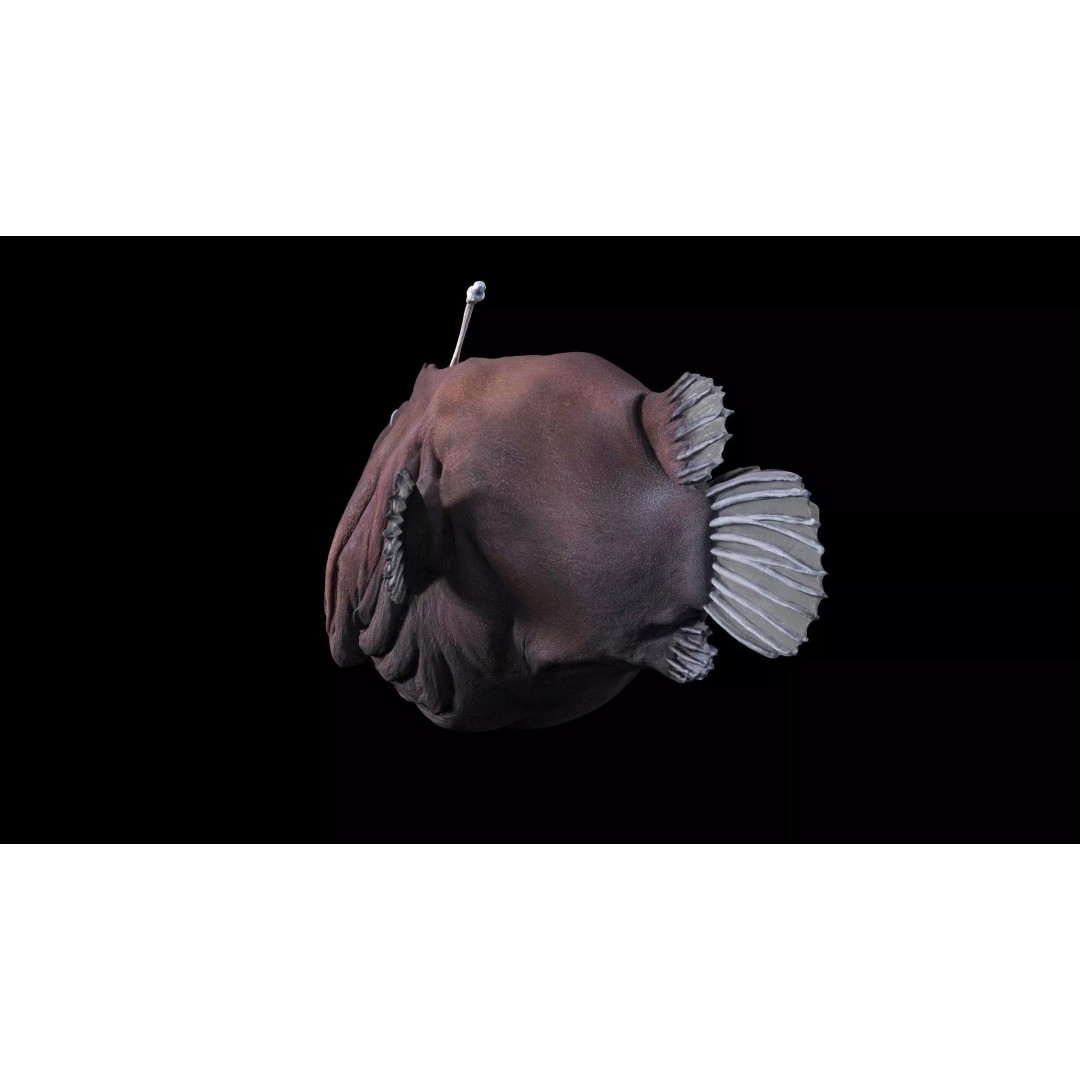 Deep Sea Anglerfish 3D Model – Low Poly Game Asset, FBX - View 20