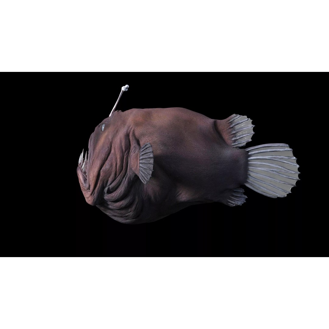 Deep Sea Anglerfish 3D Model – Low Poly Game Asset, FBX - View 21