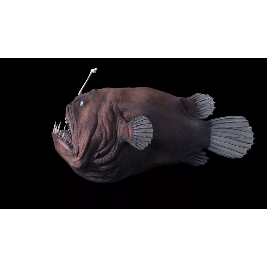 Deep Sea Anglerfish 3D Model – Low Poly Game Asset, FBX - View 22