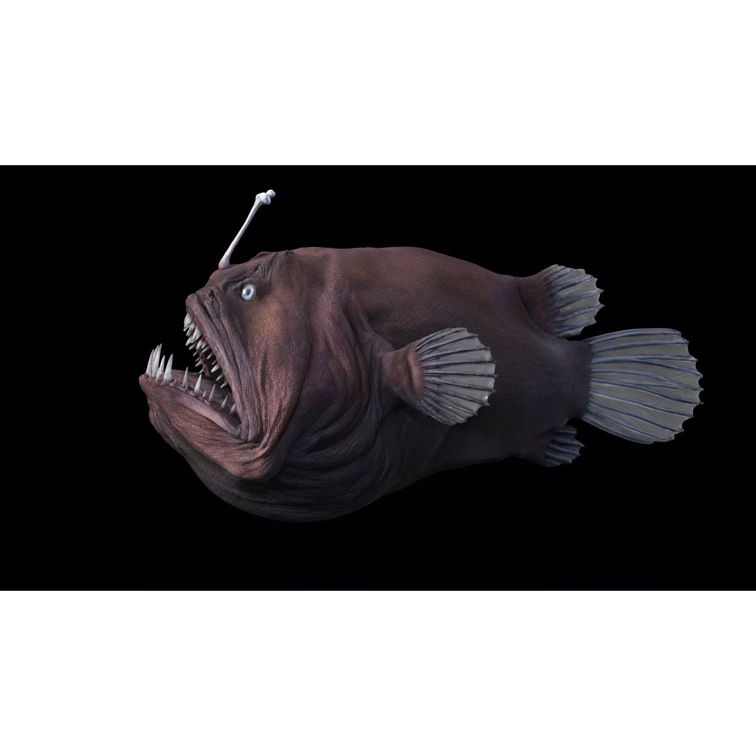 Deep Sea Anglerfish 3D Model – Low Poly Game Asset, FBX - View 23