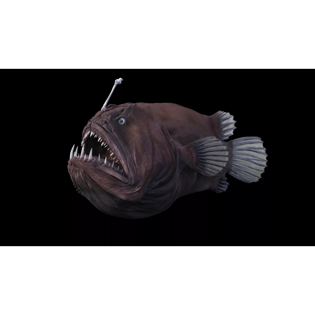 Deep Sea Anglerfish 3D Model – Low Poly Game Asset, FBX - View 24