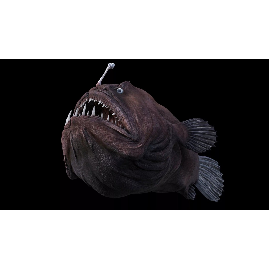 Deep Sea Anglerfish 3D Model – Low Poly Game Asset, FBX - View 25