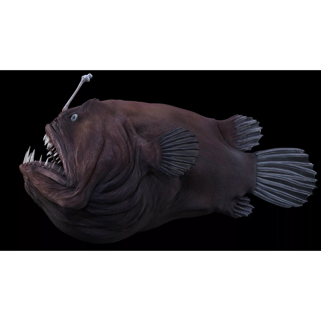 Deep Sea Anglerfish 3D Model – Low Poly Game Asset, FBX - View 26