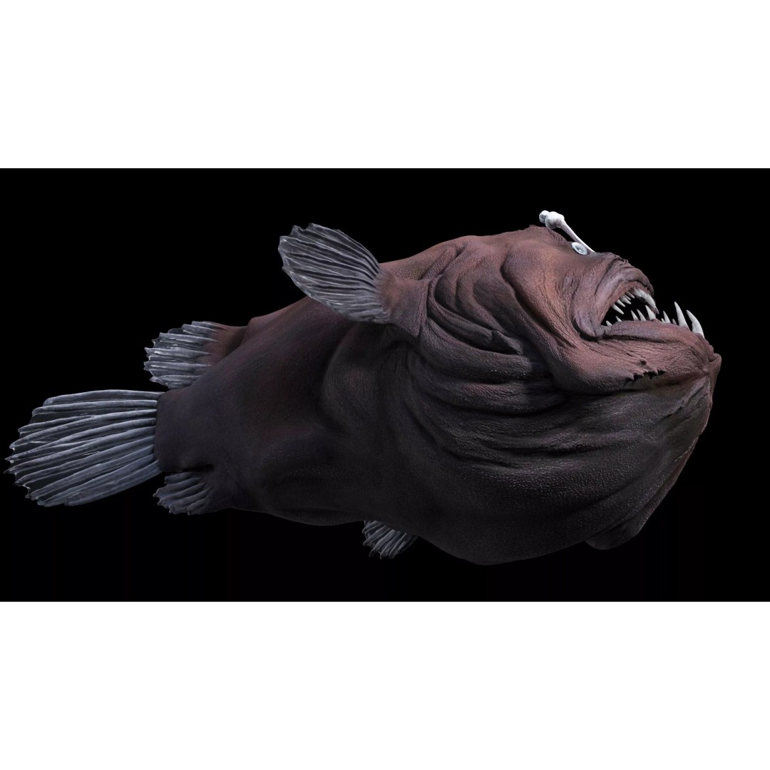 Deep Sea Anglerfish 3D Model – Low Poly Game Asset, FBX - View 27