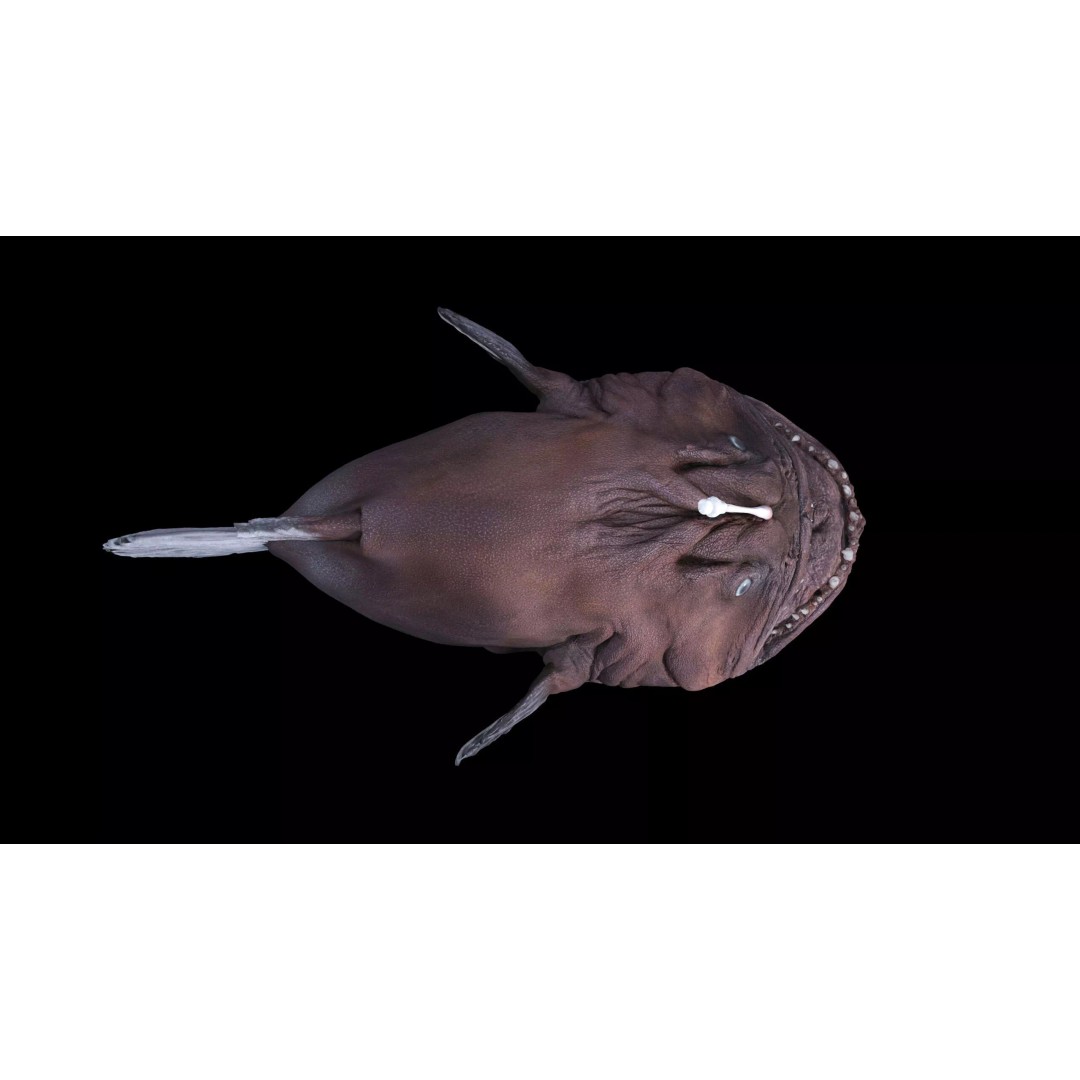 Deep Sea Anglerfish 3D Model – Low Poly Game Asset, FBX - View 28