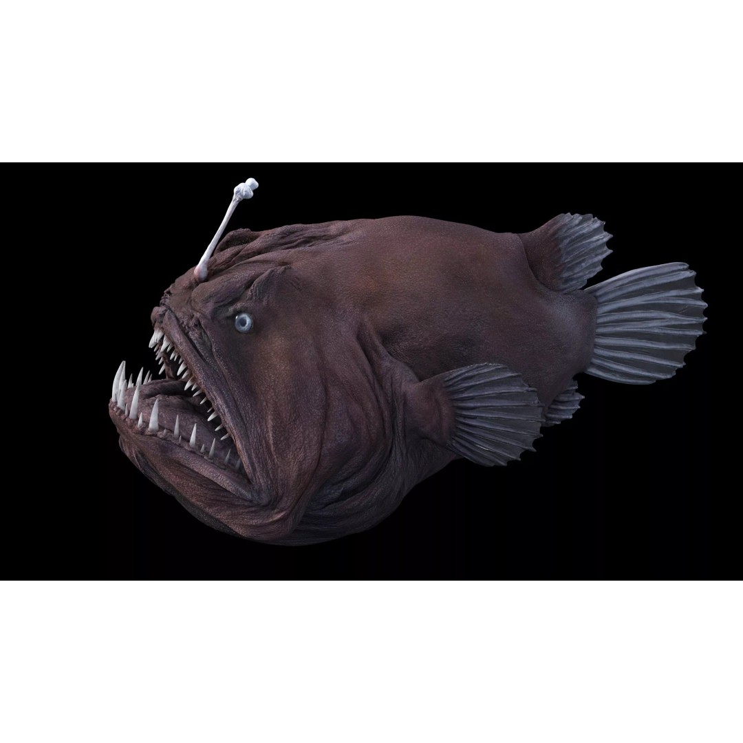 Deep Sea Anglerfish 3D Model – Low Poly Game Asset, FBX - View 29