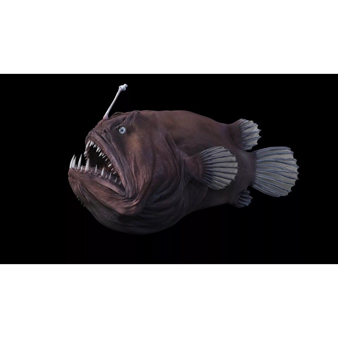 Deep Sea Anglerfish 3D Model – Low Poly Game Asset, FBX - View 3