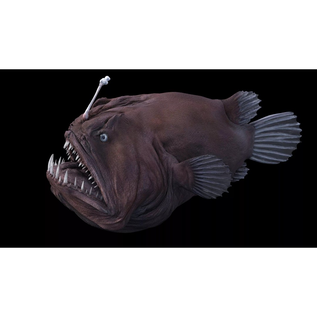 Deep Sea Anglerfish 3D Model – Low Poly Game Asset, FBX - View 30