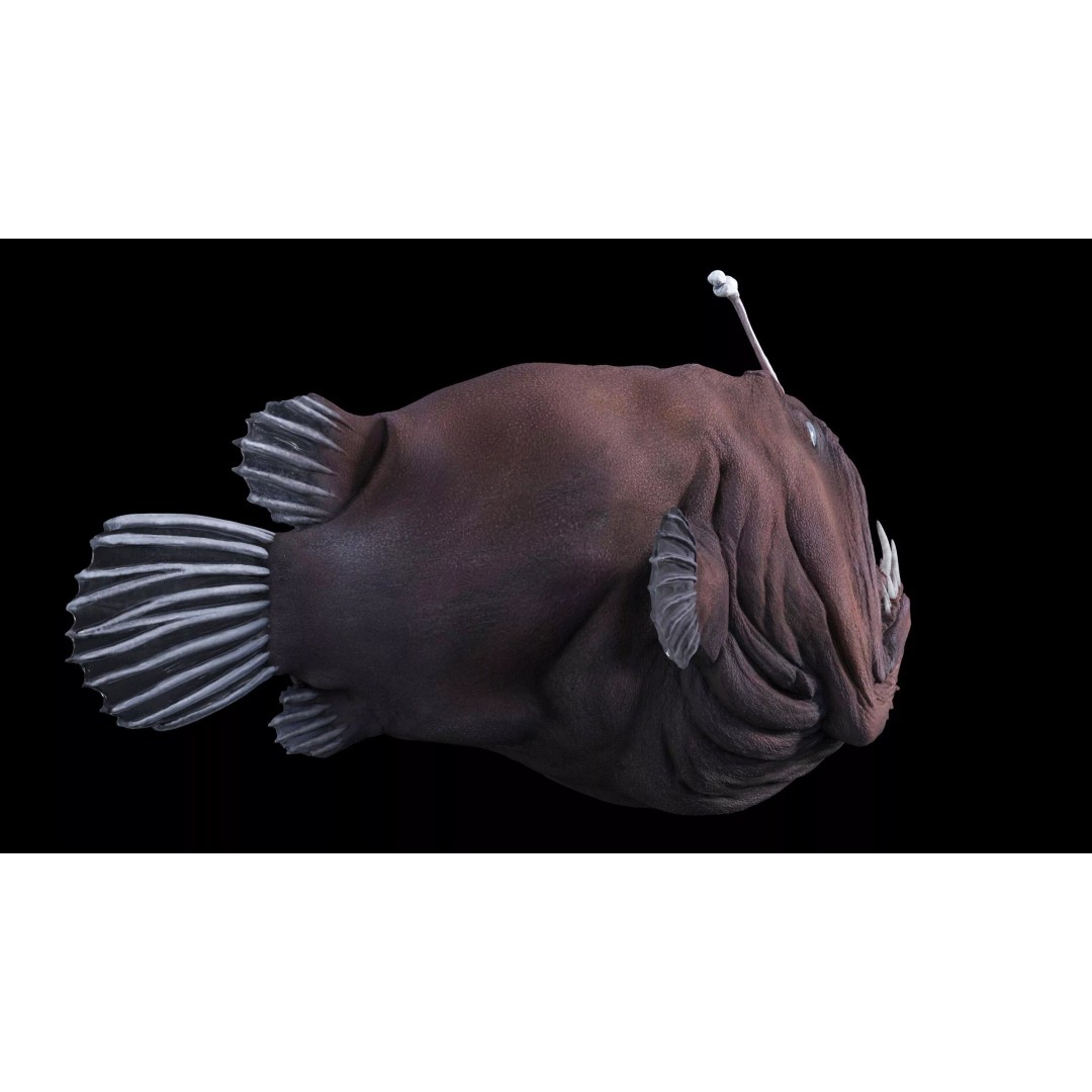 Deep Sea Anglerfish 3D Model – Low Poly Game Asset, FBX - View 31