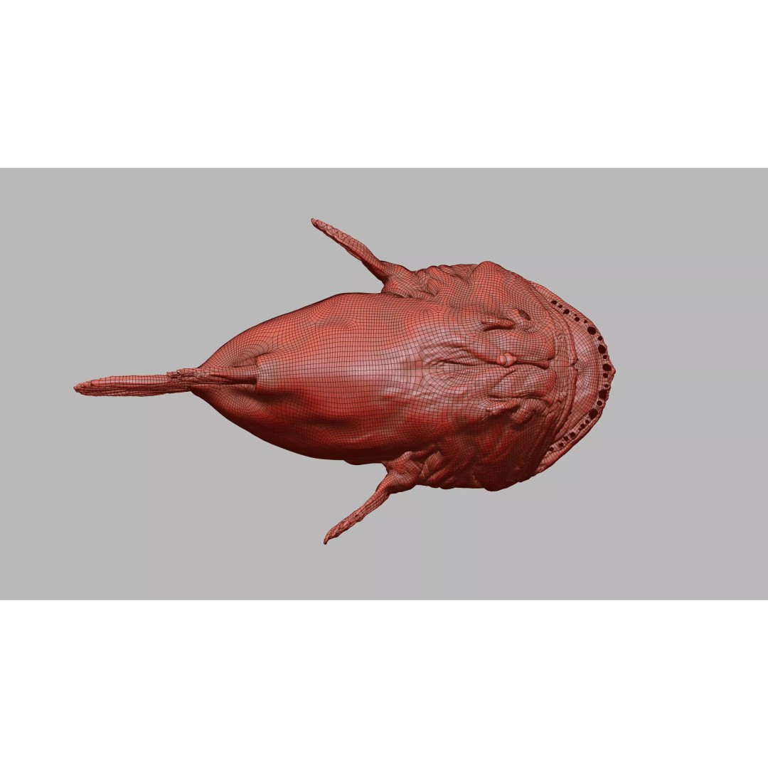 Deep Sea Anglerfish 3D Model – Low Poly Game Asset, FBX - View 48