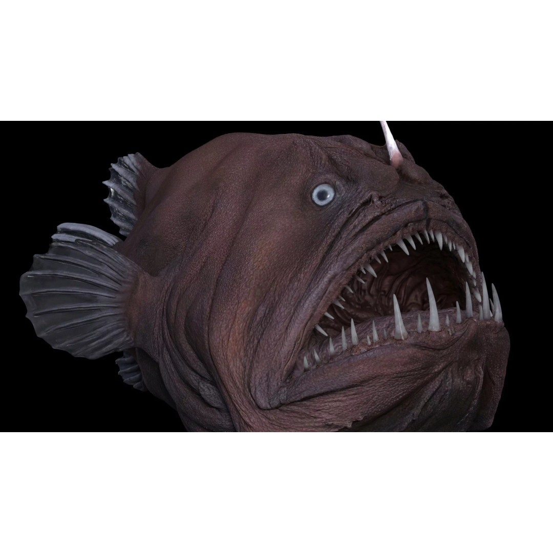 Deep Sea Anglerfish 3D Model – Low Poly Game Asset, FBX - View 5