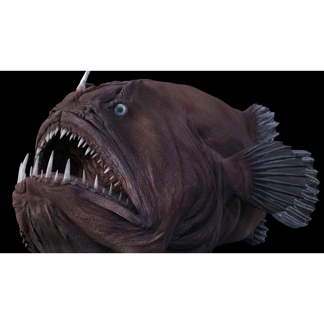 Deep Sea Anglerfish 3D Model – Low Poly Game Asset, FBX - View 7