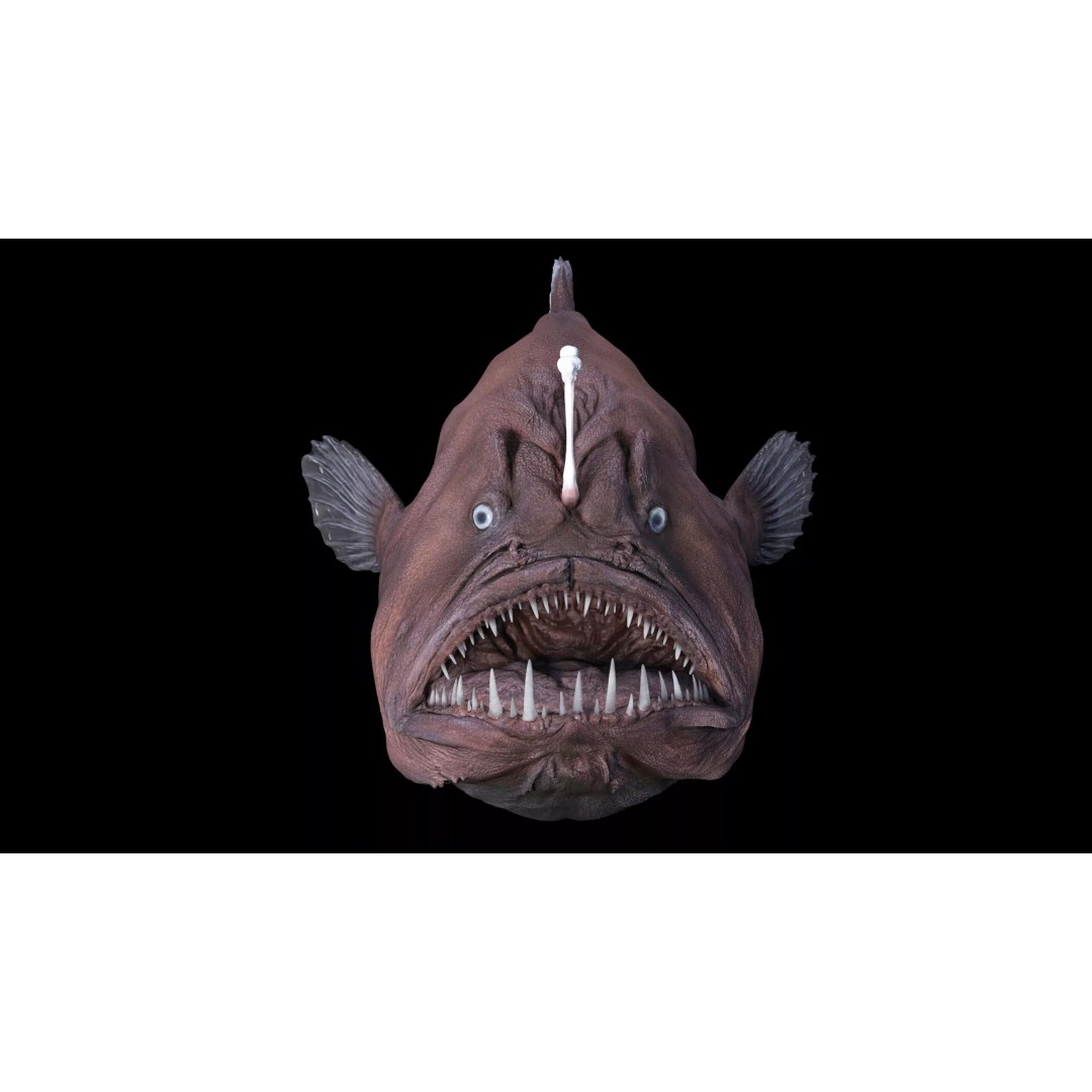 Deep Sea Anglerfish 3D Model – Low Poly Game Asset, FBX - View 8