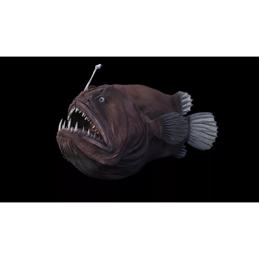 Deep Sea Anglerfish 3D Model – Low Poly Game Asset, FBX - View 9