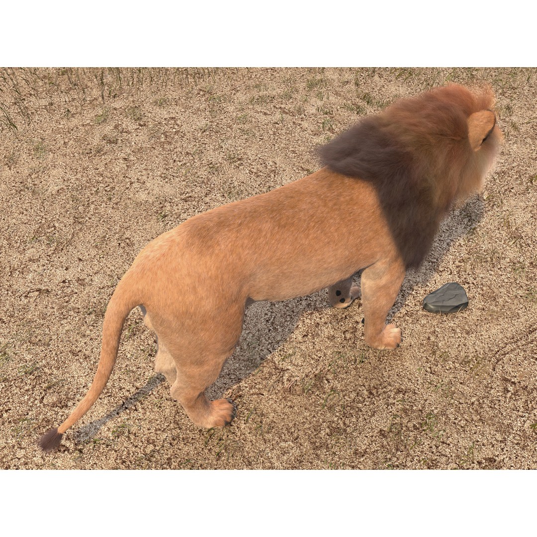 Lion The King 3D Model – High Poly Rigged Animal with Hair and Fur - View 13