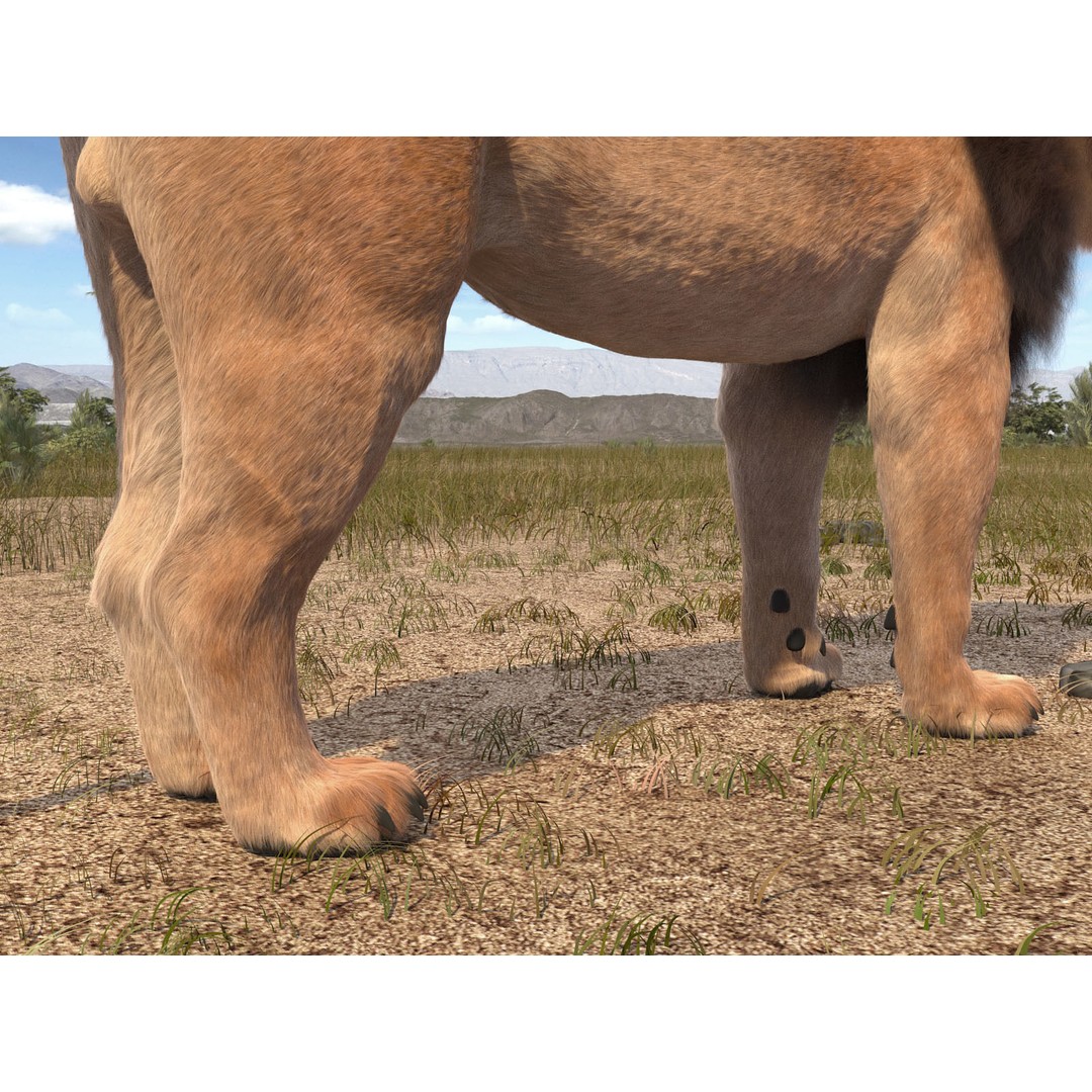 Lion The King 3D Model – High Poly Rigged Animal with Hair and Fur - View 21