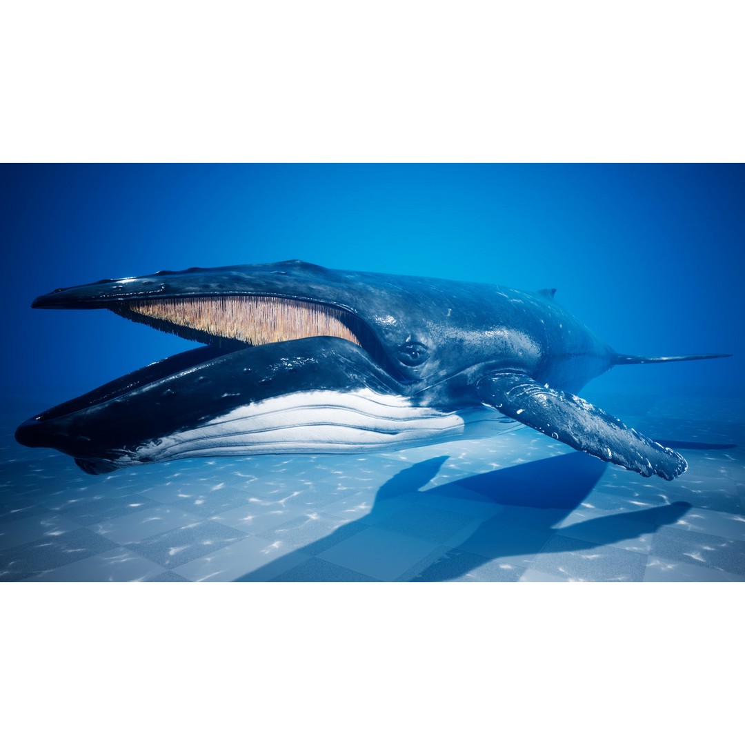 Humpback Whale 3D Model – Low Poly Game Asset for Unreal Engine - View 10