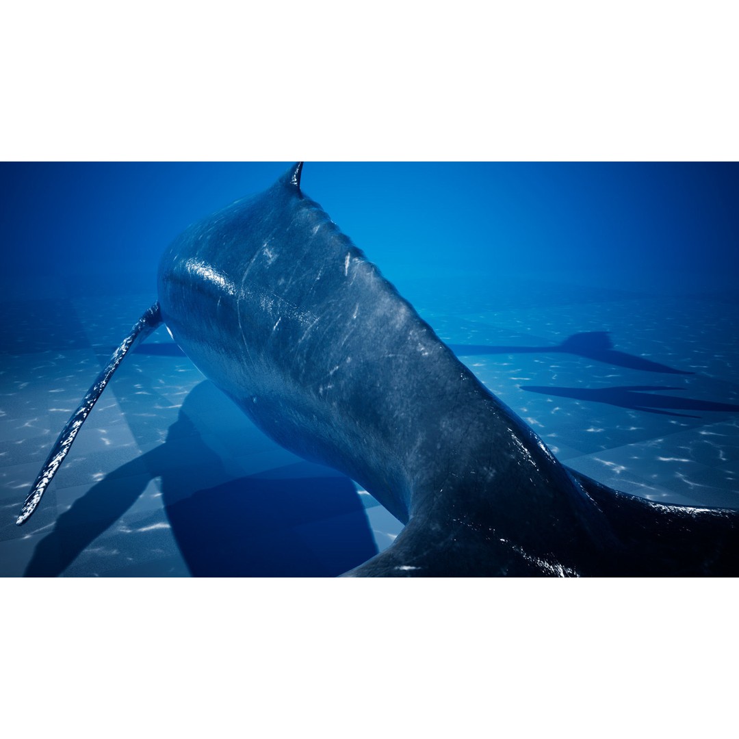 Humpback Whale 3D Model – Low Poly Game Asset for Unreal Engine - View 11