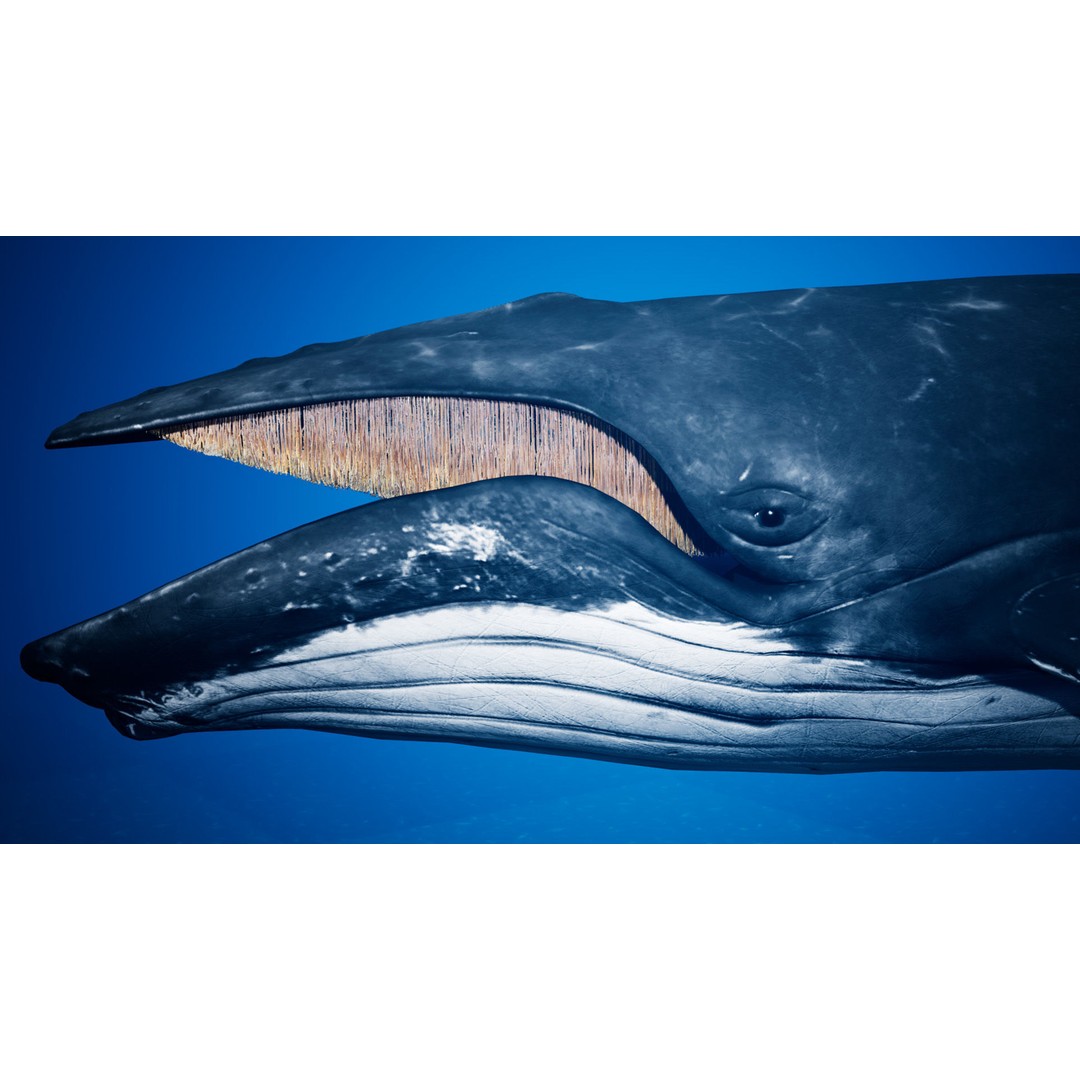 Humpback Whale 3D Model – Low Poly Game Asset for Unreal Engine - View 13