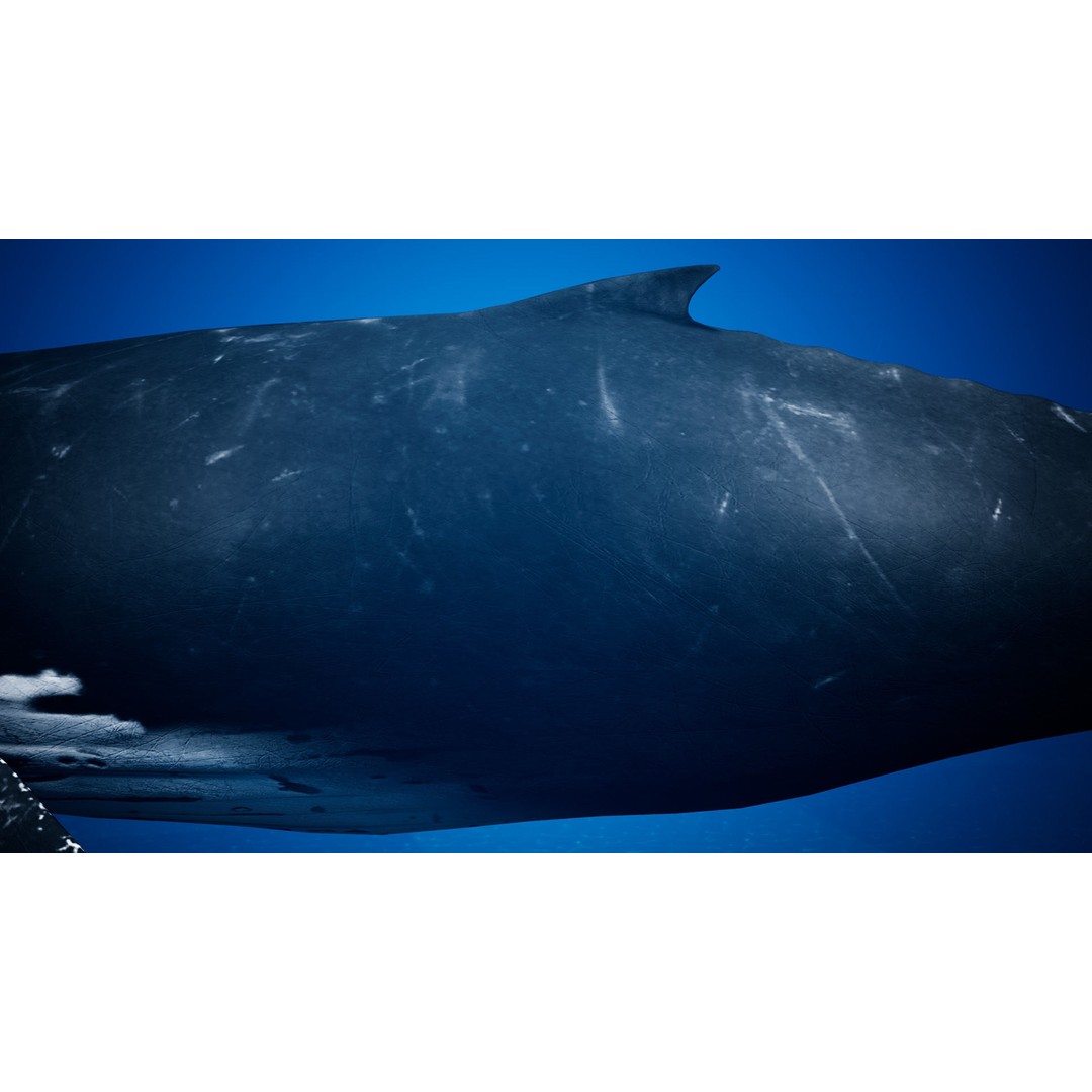Humpback Whale 3D Model – Low Poly Game Asset for Unreal Engine - View 15