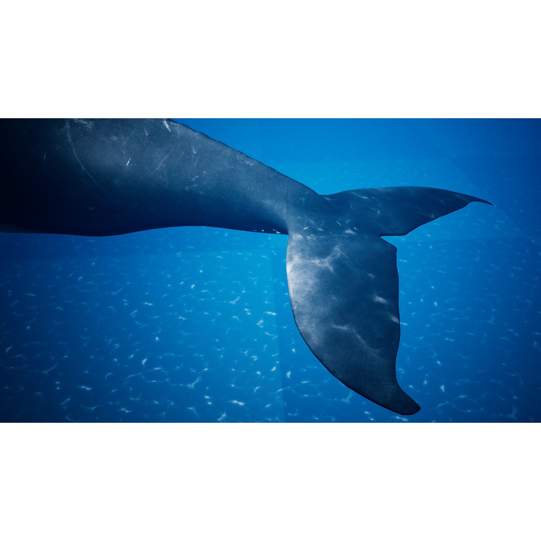 Humpback Whale 3D Model – Low Poly Game Asset for Unreal Engine - View 16