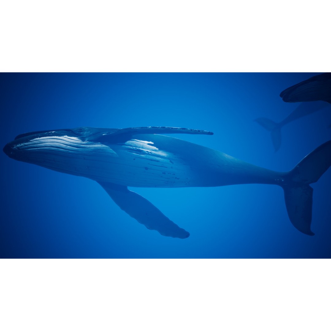 Humpback Whale 3D Model – Low Poly Game Asset for Unreal Engine - View 17