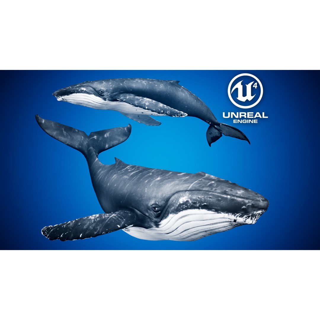 Humpback Whale 3D Model – Low Poly Game Asset for Unreal Engine - View 2