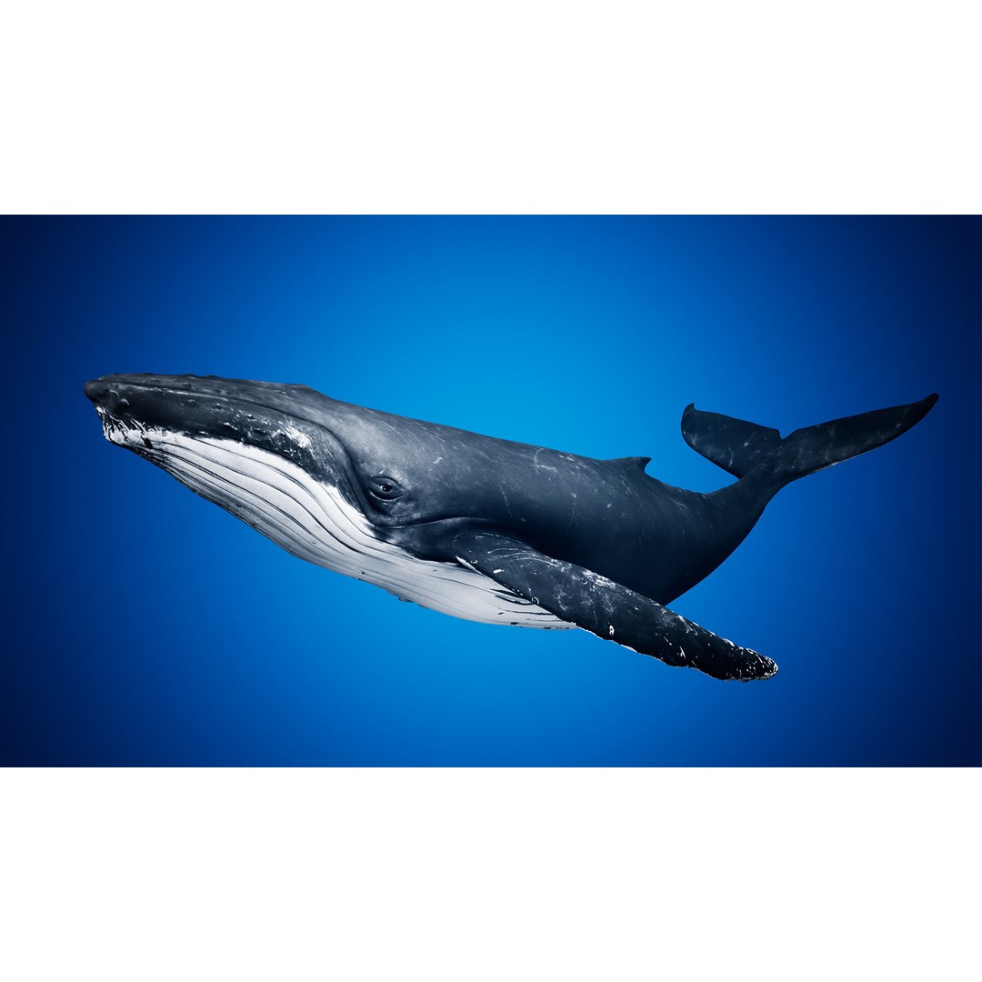 Humpback Whale 3D Model – Low Poly Game Asset for Unreal Engine - View 3