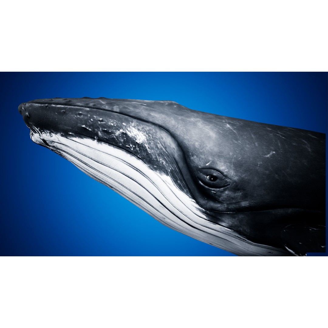 Humpback Whale 3D Model – Low Poly Game Asset for Unreal Engine - View 4