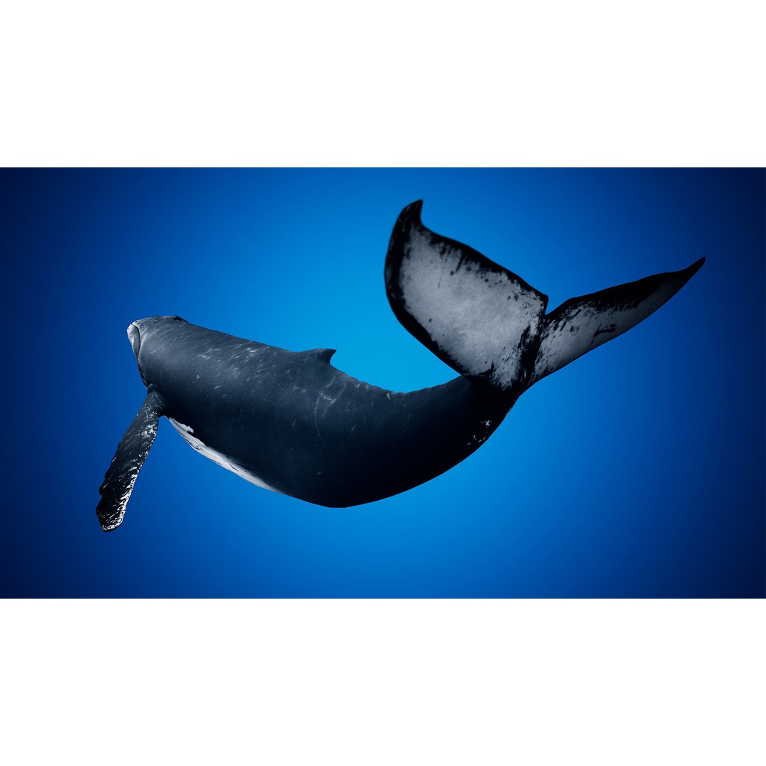Humpback Whale 3D Model – Low Poly Game Asset for Unreal Engine - View 5