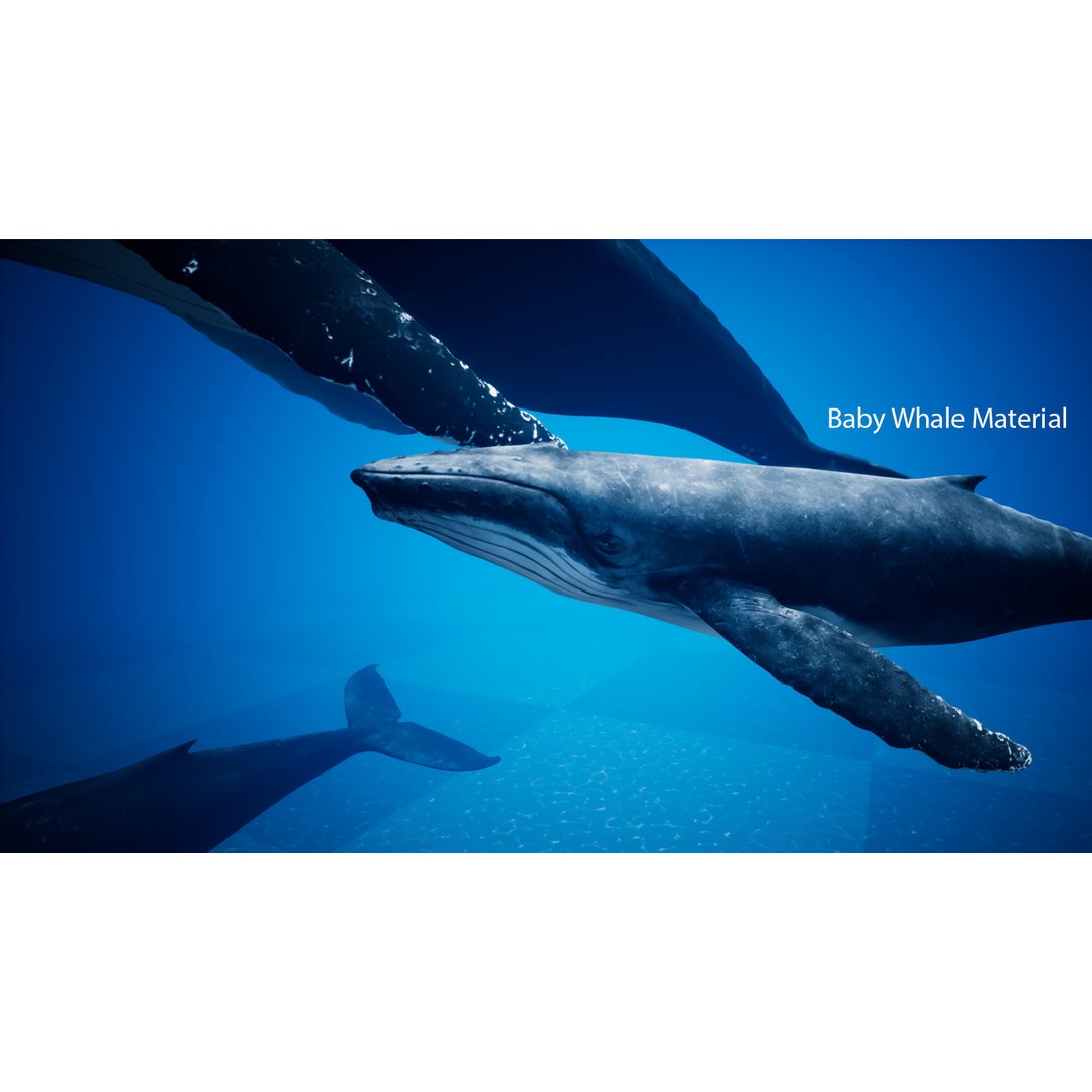 Humpback Whale 3D Model – Low Poly Game Asset for Unreal Engine - View 7