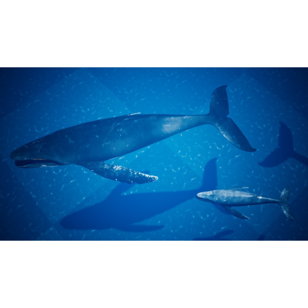 Humpback Whale 3D Model – Low Poly Game Asset for Unreal Engine - View 8