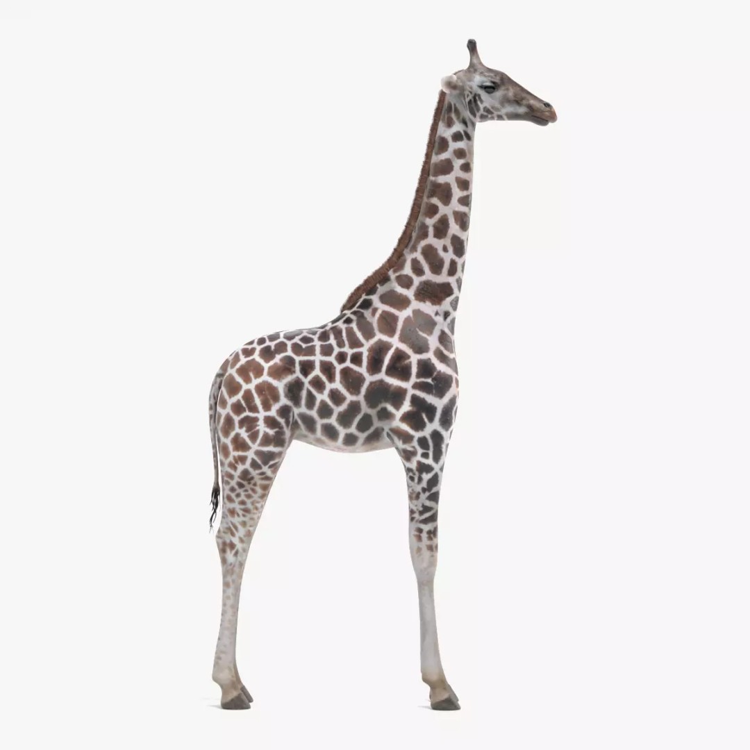 Rothschild's Giraffe 3D Model – Realistic PBR Asset for Nature Scenes