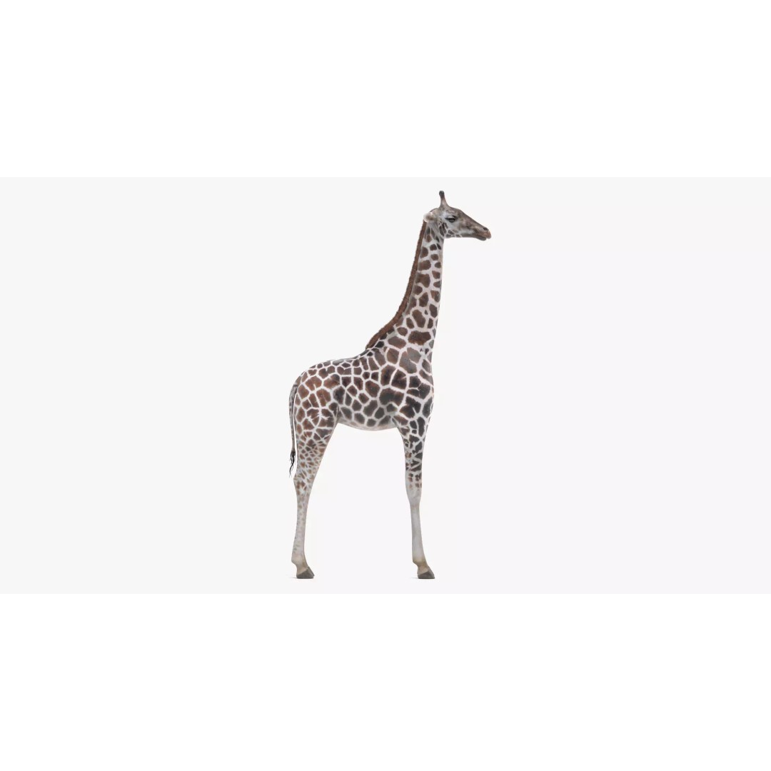 Rothschild's Giraffe 3D Model – Realistic PBR Asset for Nature Scenes - View 2