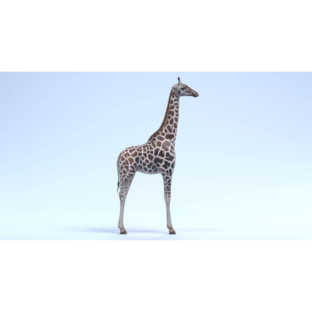 Rothschild's Giraffe 3D Model – Realistic PBR Asset for Nature Scenes - View 3