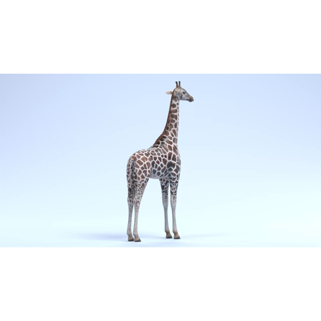 Rothschild's Giraffe 3D Model – Realistic PBR Asset for Nature Scenes - View 4