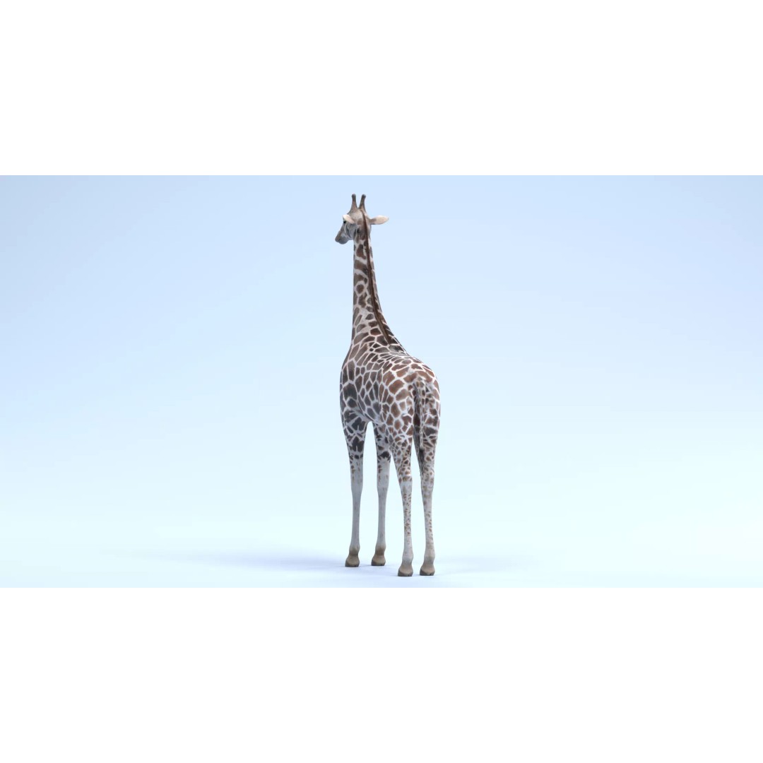 Rothschild's Giraffe 3D Model – Realistic PBR Asset for Nature Scenes - View 5