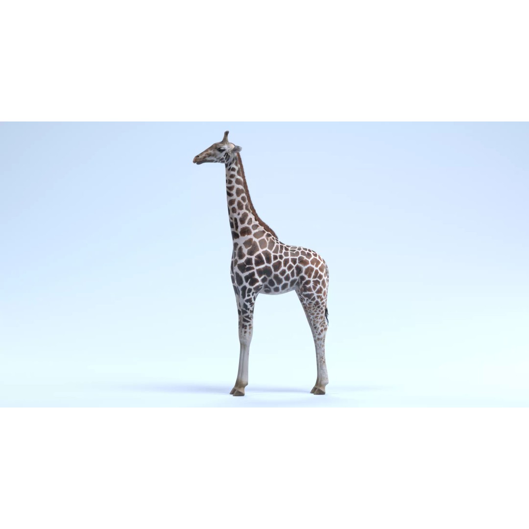 Rothschild's Giraffe 3D Model – Realistic PBR Asset for Nature Scenes - View 6
