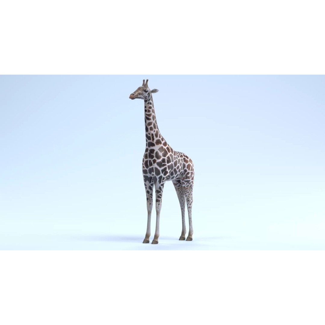 Rothschild's Giraffe 3D Model – Realistic PBR Asset for Nature Scenes - View 7