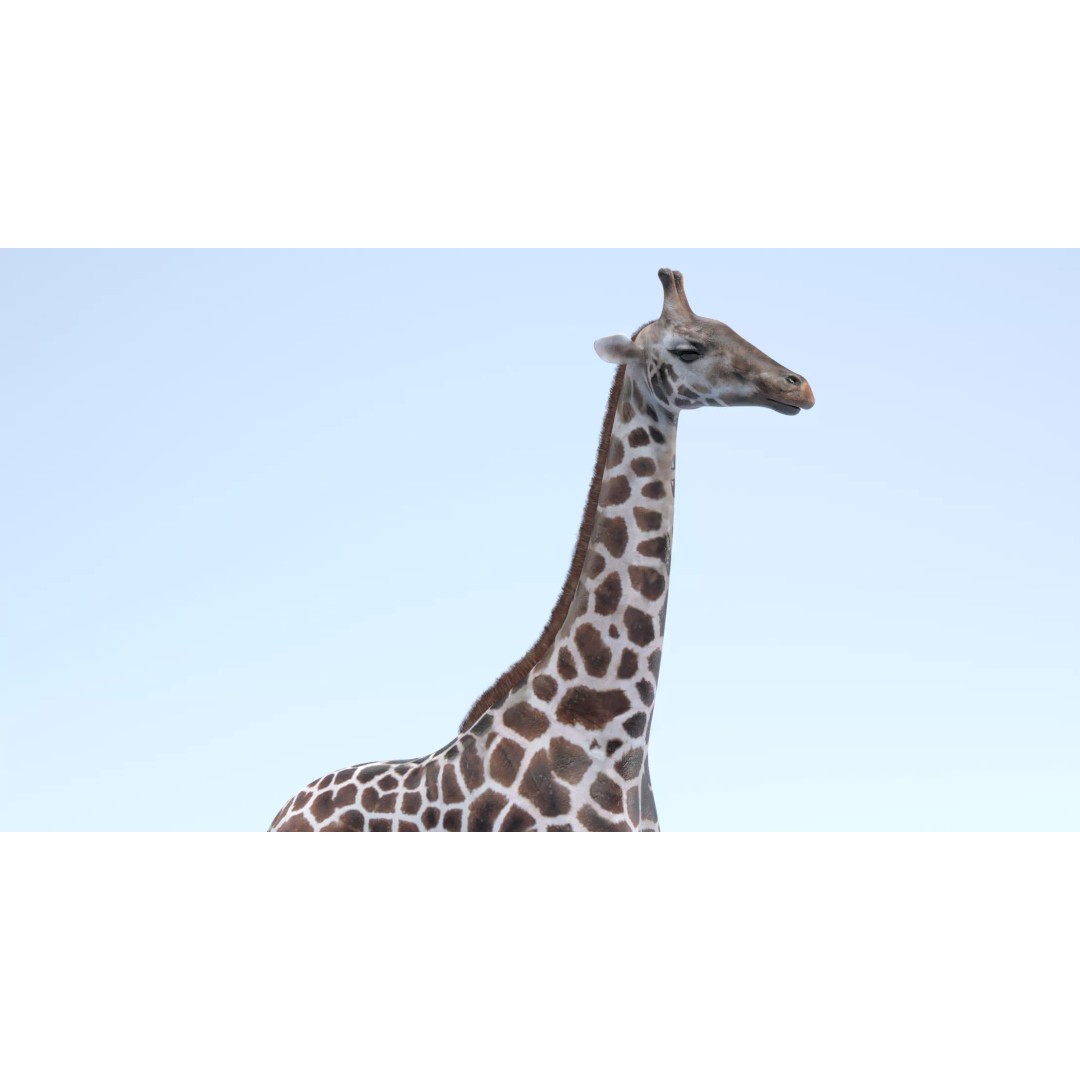 Rothschild's Giraffe 3D Model – Realistic PBR Asset for Nature Scenes - View 8