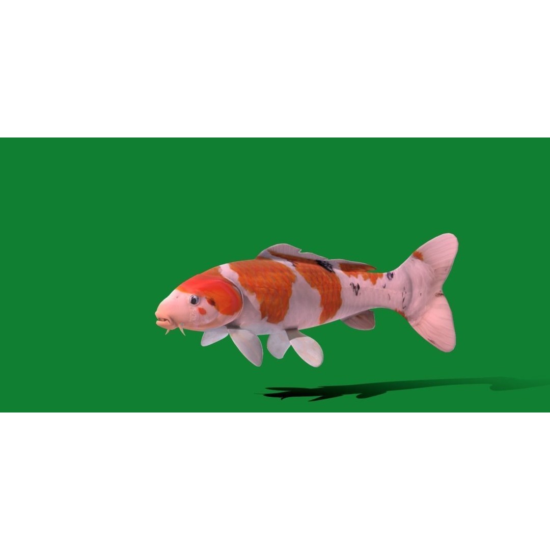 Nishikigoi Koi Fish 3D Model – Low Poly Game Asset, FBX, PBR Textures