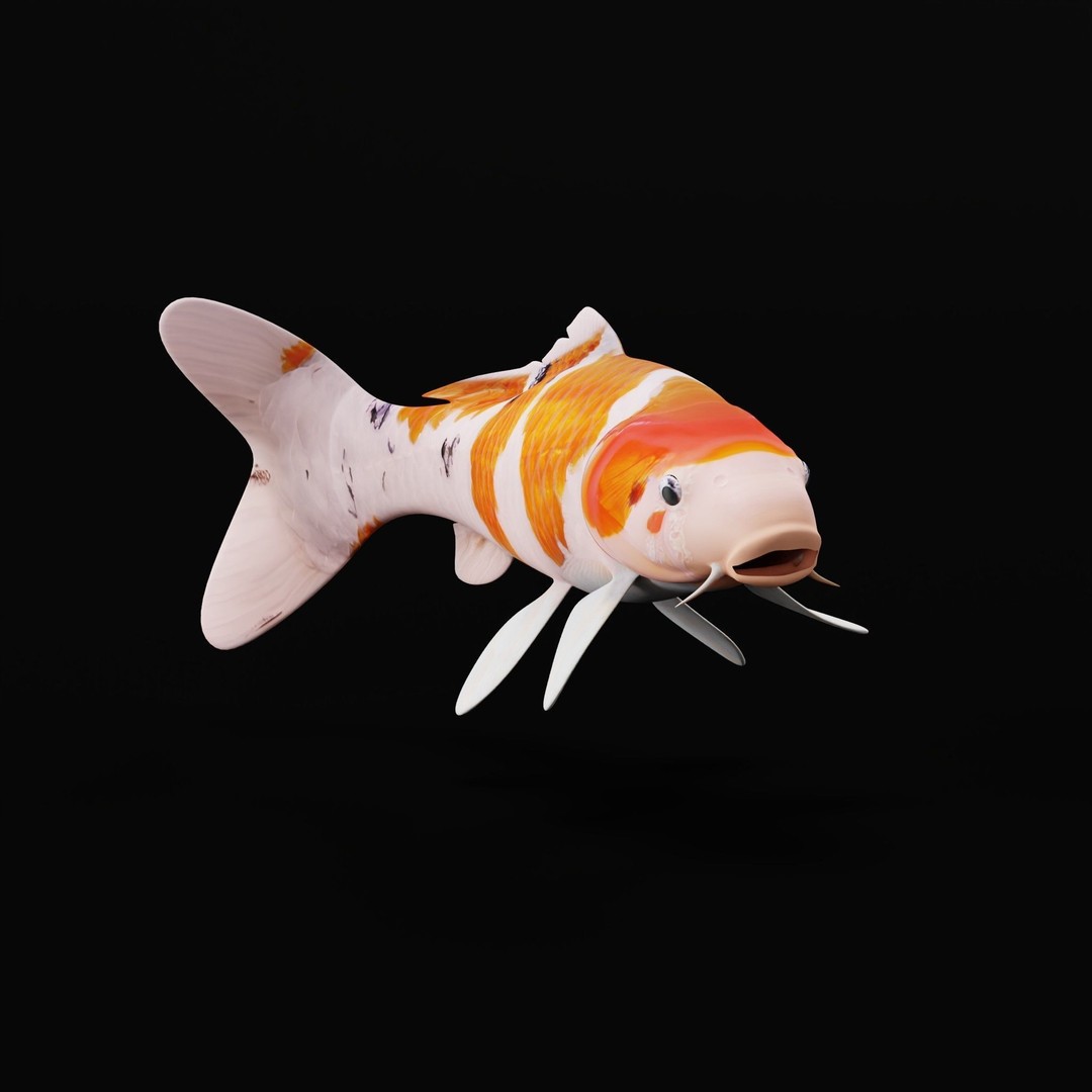 Nishikigoi Koi Fish 3D Model – Low Poly Game Asset, FBX, PBR Textures - View 10