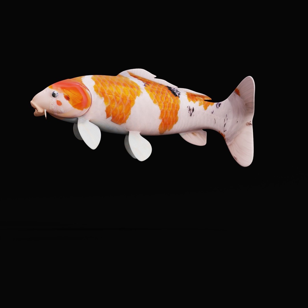Nishikigoi Koi Fish 3D Model – Low Poly Game Asset, FBX, PBR Textures - View 11